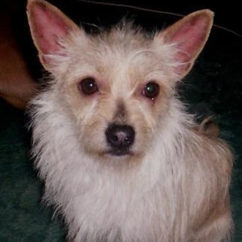 No photo for Trixie   On Trial