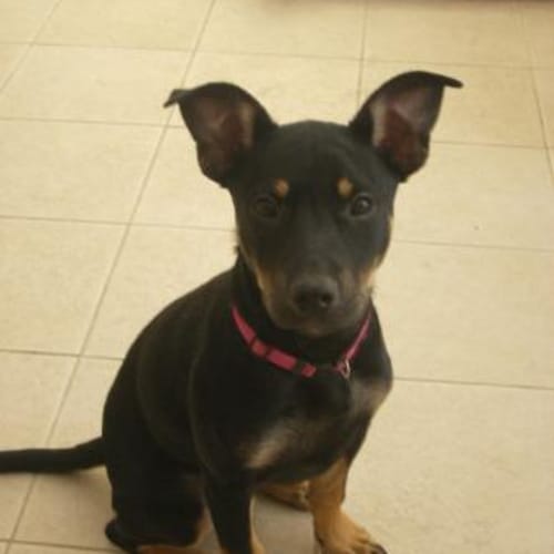 No photo for ***Adoption Pending*** Ghia