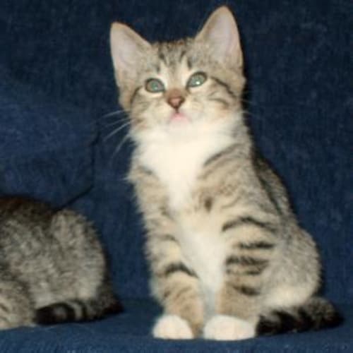 No photo for Kittens!