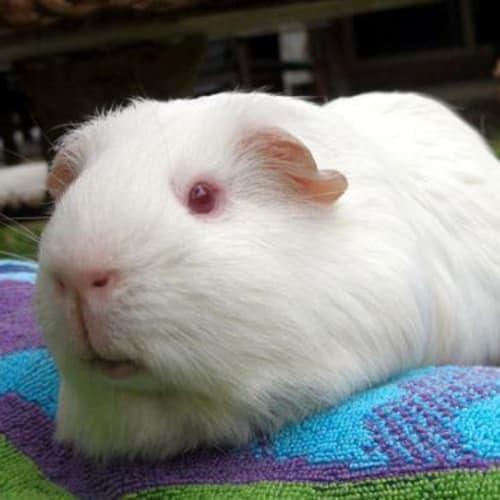 No photo for Gandalf