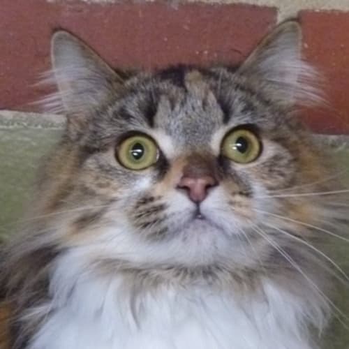 No photo for Auggie 738729