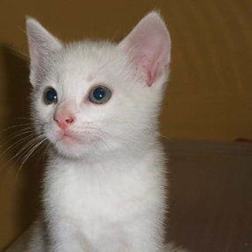 No photo for Smitten