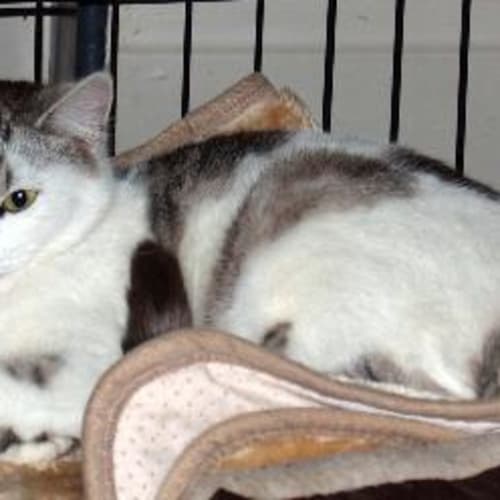 Lily - the Beautiful Sensitive Cat