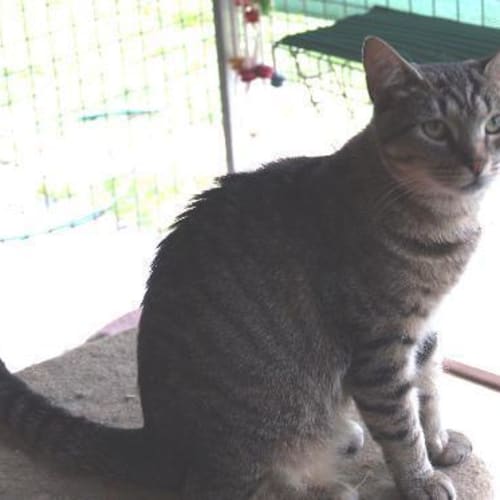 No photo for Belinda   A Special Needs Cat