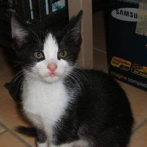 No photo for Jay Jay