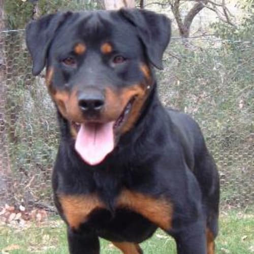 No photo for Delilah