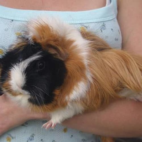 No photo for Roxanne, Kaitlin And Isabelle Charlotte