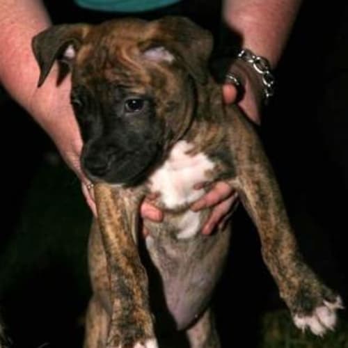 No photo for Russell   On Trial