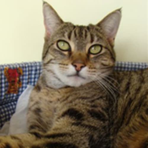 No photo for Sarashe