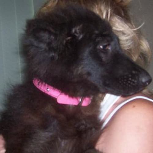 No photo for Diamond