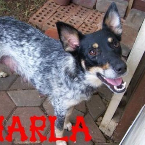No photo for Sharla