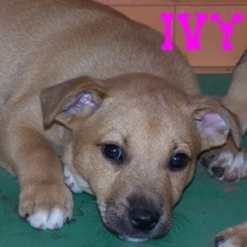 No photo for Ivy