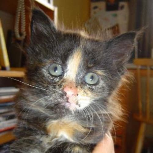 No photo for Cleo