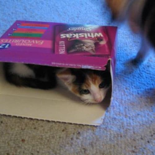 No photo for Dora