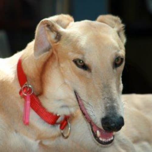 No photo for Frankie