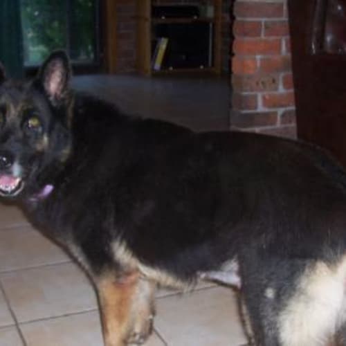 No photo for Sheeba (On Hold Pending Adoption)