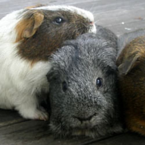 No photo for Fred And Jed