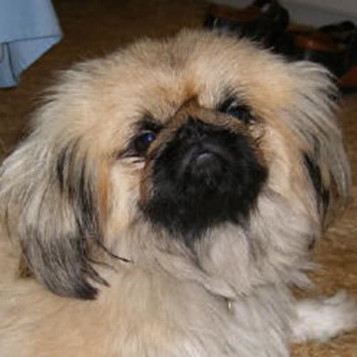 No photo for Barnabus