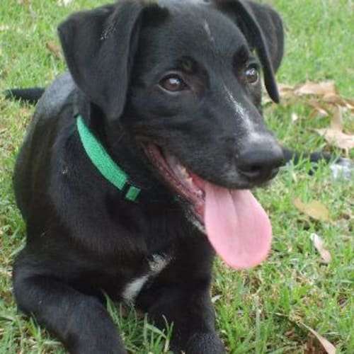 No photo for Maxi   On Trial