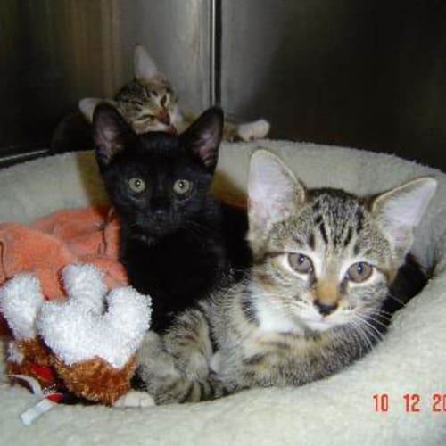 No photo for Kittens!!!