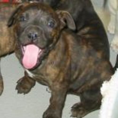 No photo for Darcy   (On Hold)