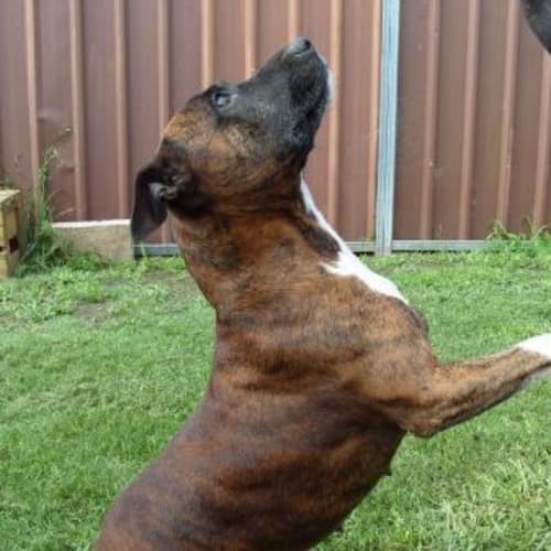 No photo for Scarlet