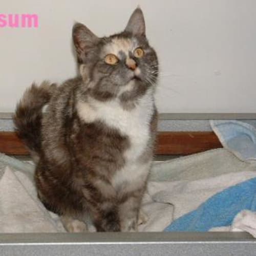 No photo for Possum
