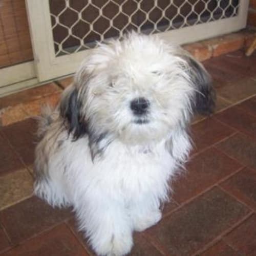 No photo for **Adoption Pending** Mia