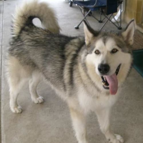 No photo for *Adoption Pending* Kosta