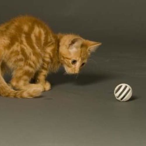 No photo for Marmaduke