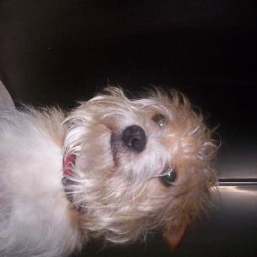 No photo for Scruffy