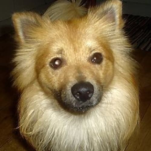 No photo for Ziggy On Trial