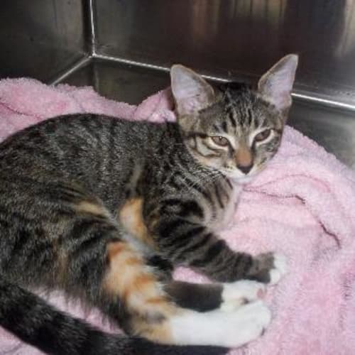 No photo for No Name Yet