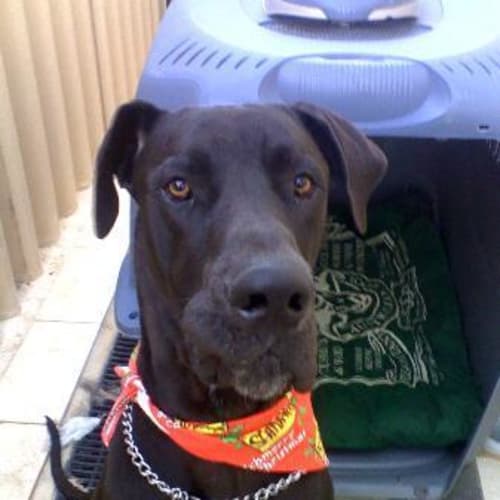 No photo for ***Adoption Pending***Kevin