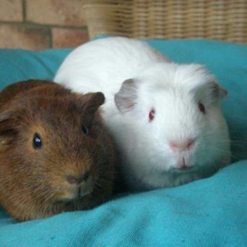 No photo for Gadget And Gizmo