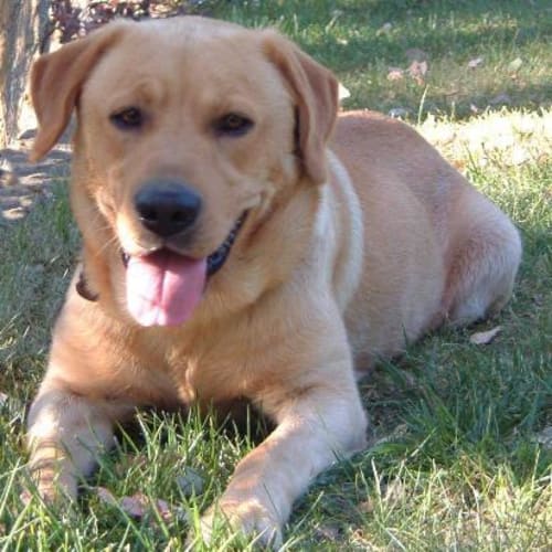 No photo for Curtley