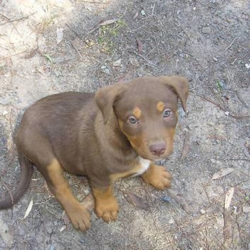 No photo for Pup   1