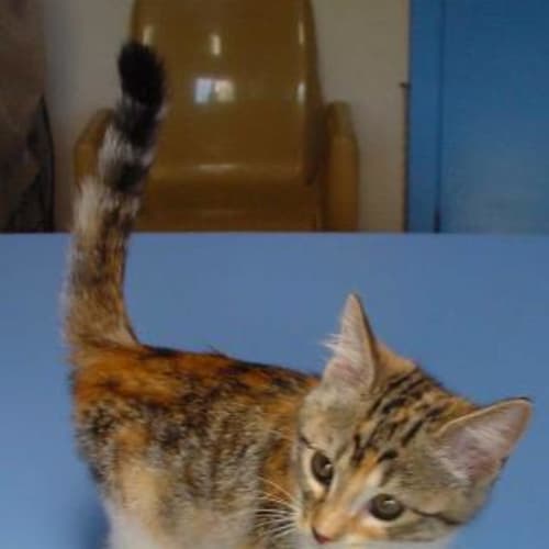 No photo for Cinnamon