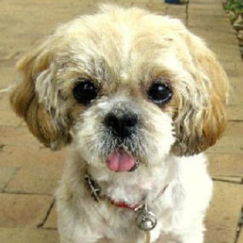 No photo for Princess