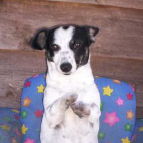 No photo for Speckles