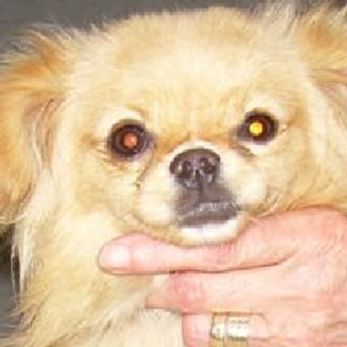 No photo for Sera Rose