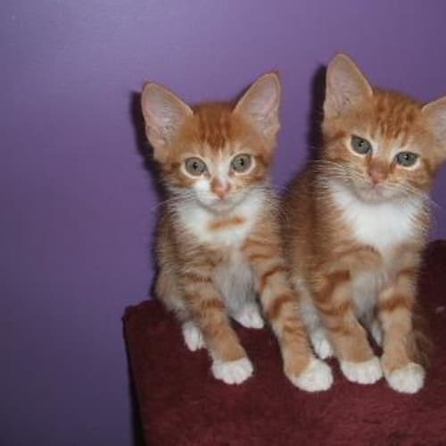 No photo for Meg And Miranda