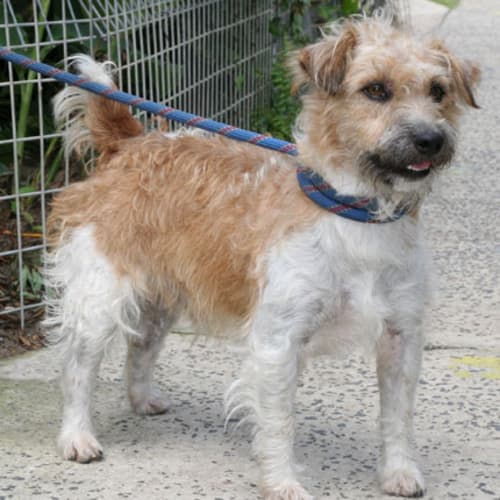 No photo for Splinter