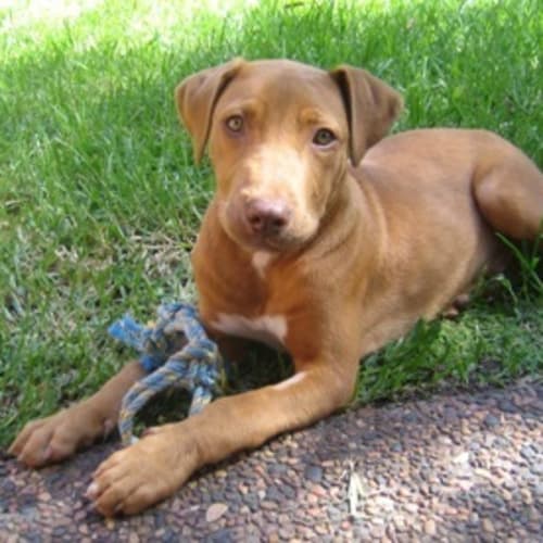 No photo for Buster   On Trial