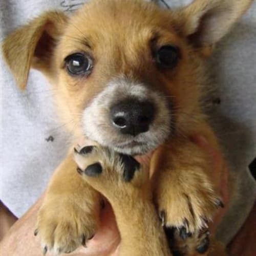 No photo for Francesca