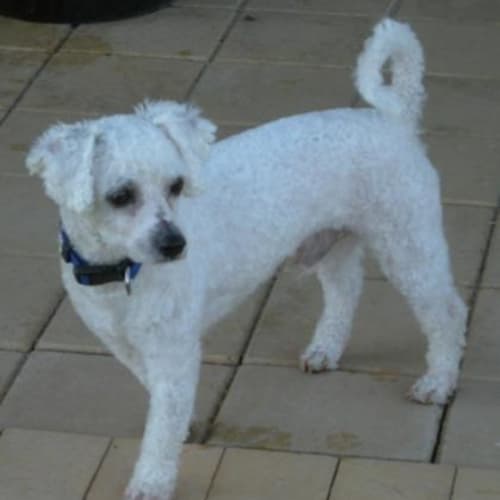 No photo for Zippy***On Trial***