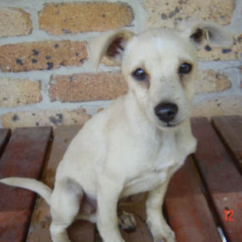 No photo for Bartolo