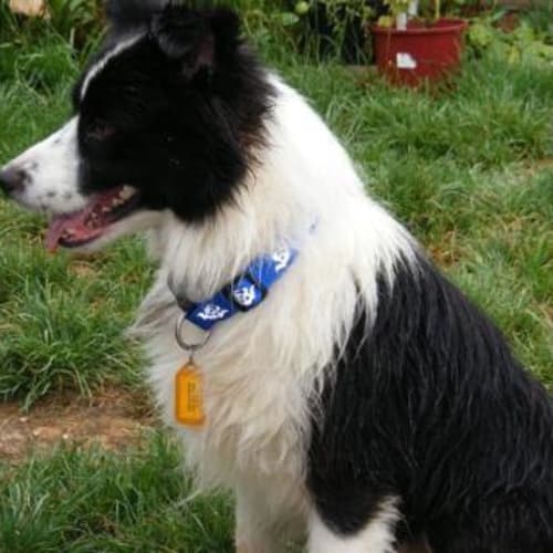 No photo for Brady (Adoption Pending)