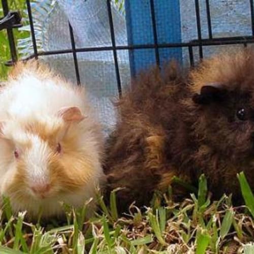 No photo for Nibbles And Fuzzy