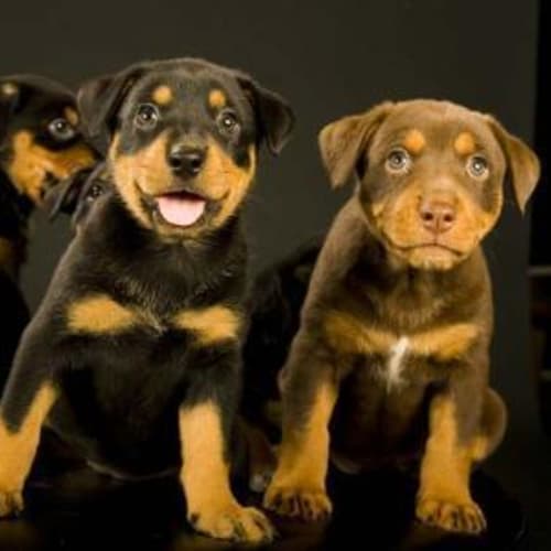 No photo for Ava And Puppies